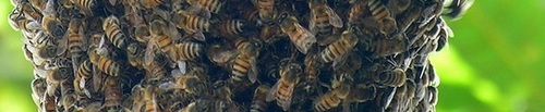 bees